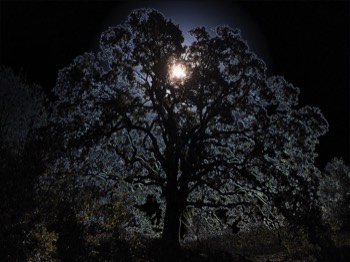 oak eclipse