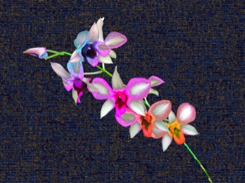 orchid 1