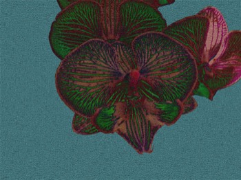 orchid 2
