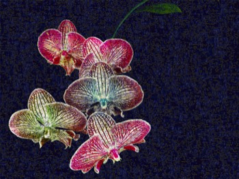 orchid 3