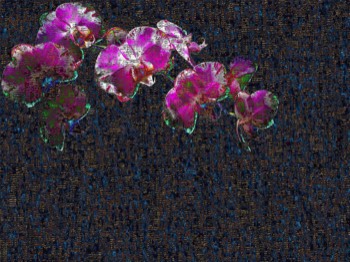 orchid 5