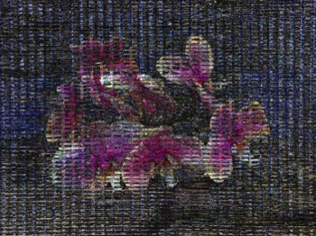 orchid 7