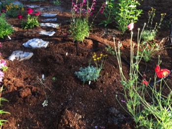 morning, showing the path