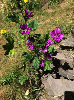 a volunteer mallow across the yard