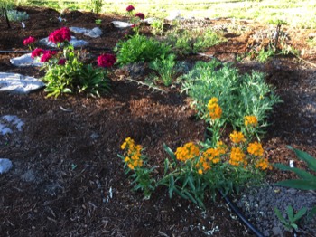 the mysterious orange flower first appears
