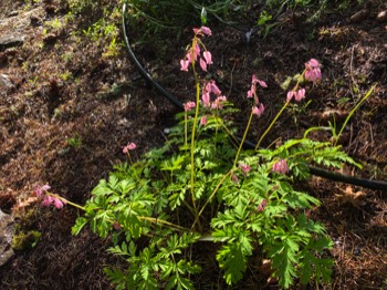 bleeding heart