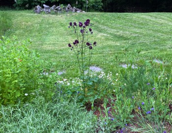 purple columbine
