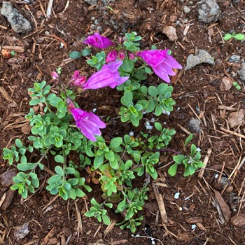penstemon