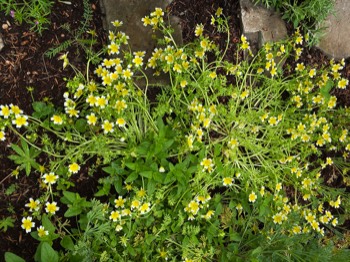 fried egg flowers
