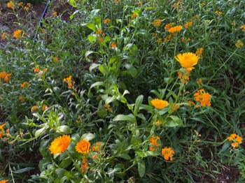 calendula