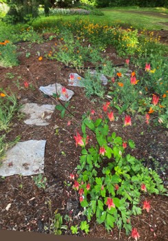 red columbine