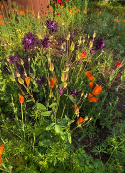 purple columbine with poppies