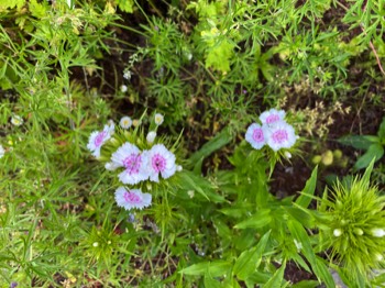 dianthus