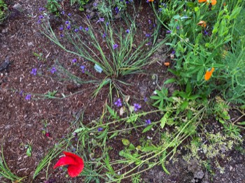 Idaho blue-eyed grass