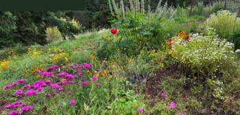 lupines and more