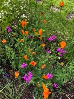 poppies plus