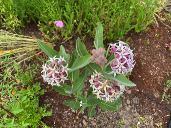 showy milkweed