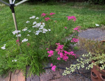 across the yard, yarrow volunteers