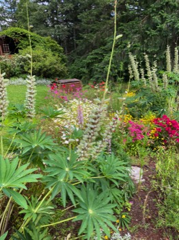 lupine forest