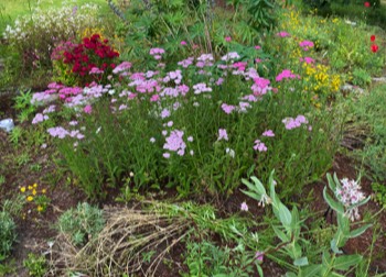 dianthus yarrow milkweed