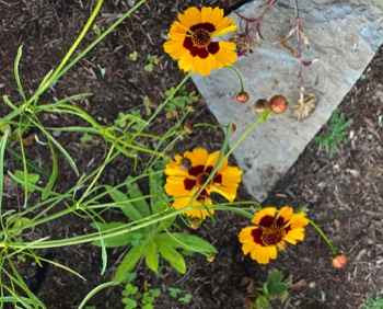 coreopsis