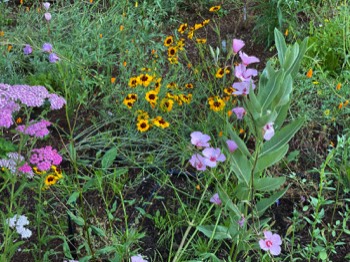 coreopsis clarksia milkweed