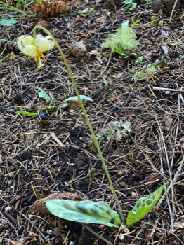 Sorry I didn't catch the fawn lily when it was a perfect bell