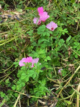 Mallow