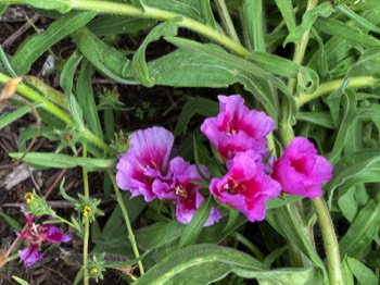 More mallow (because I love it)