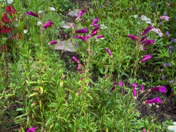 Penstemon