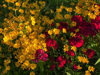 Oregon sunshine and dianthus in circus colors