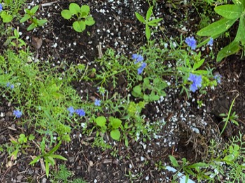 Blue-field gilia
