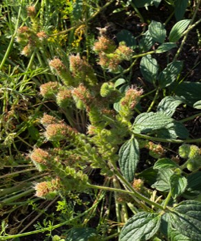 Oregon bee's friend is creepy-looking but well-named, with bumblebees always on it. (Look near the top.)
