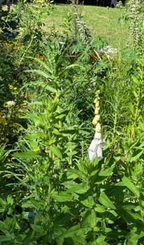 Foxglove volunteer