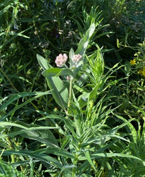 Now showy milkweed starts, much bigger than last year.  Hope the butterflies notice.