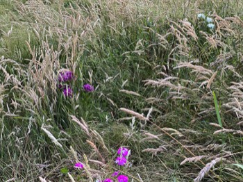 And the meadow creeps downhill... three different dianthus in the untended area.