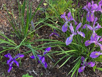 Irises in several colors — who knew?