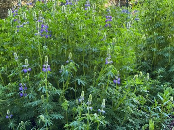 Cue lupines