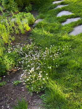 Lawn daisies volunteer a border