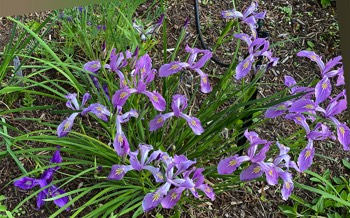 Irises in profusion