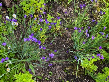 Blue-eyed grass in profusion