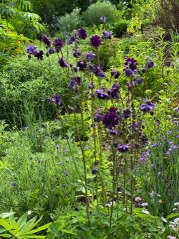 Purple columbine fireworks