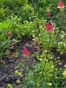 Not everything's purple — red columbines in profusion