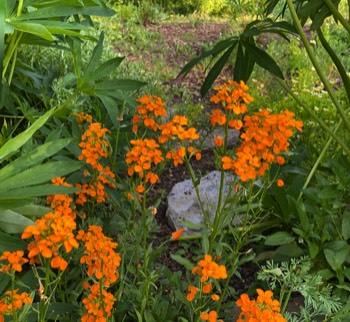 This gorgeous orange something directly athwart the path shows how unplanned it all is
