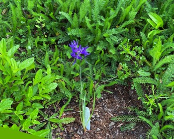 Camas lilies continue to pop up