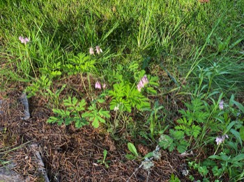 Bleeding hearts by the path under the fir