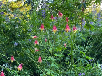 Red columbine