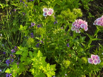 Dianthus starts