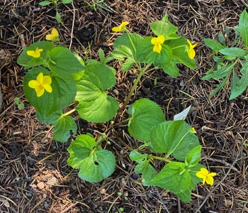 Happy stream violets all over the shady part