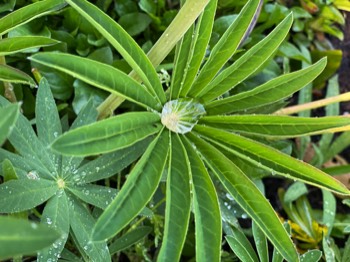 Why I first fell for lupines